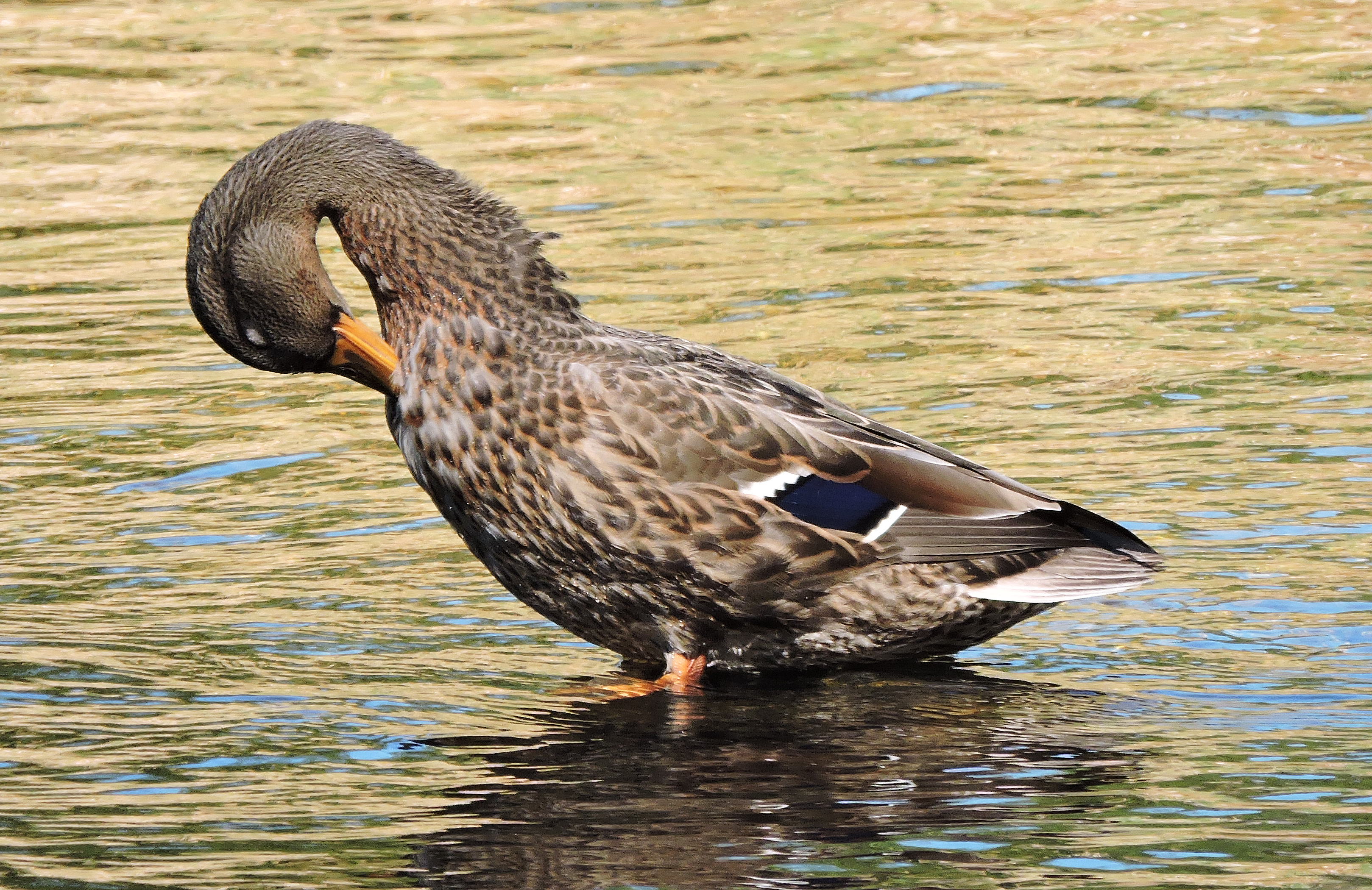 I LIKE DUCKS Bill Bagley Photography